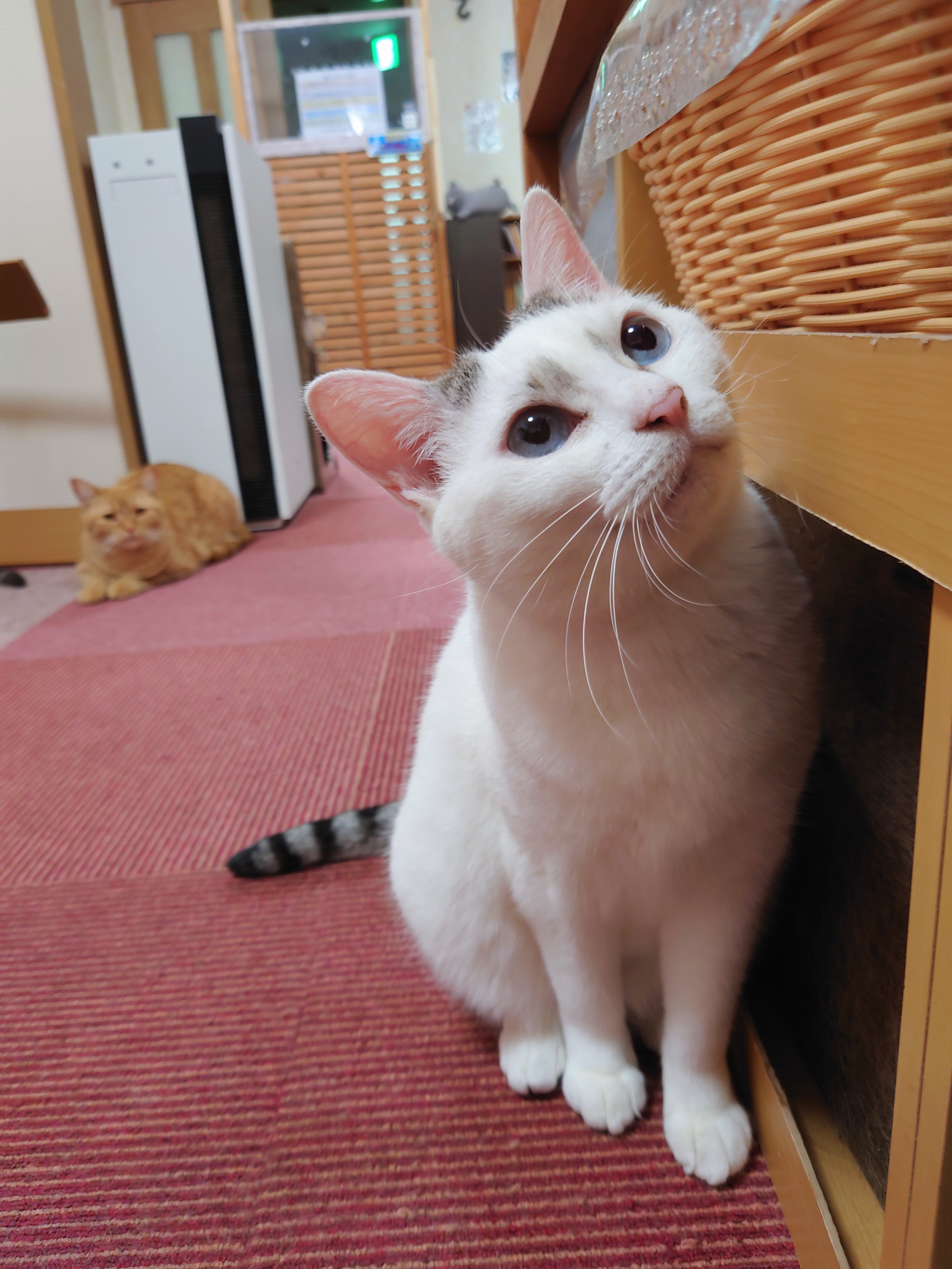 アミューズパーク福島 猫カフェ Kscapf03 Twitter