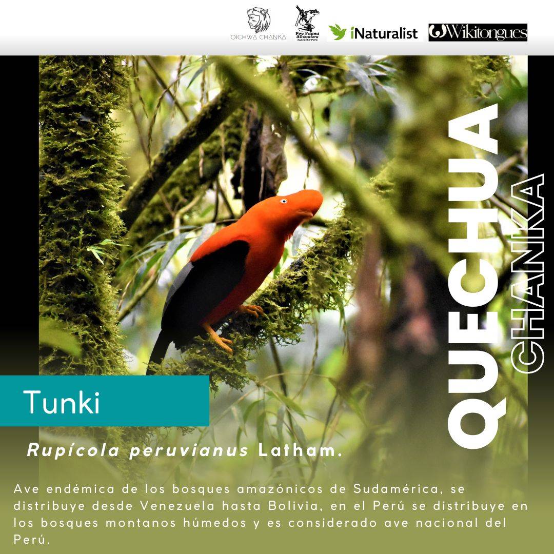 ActLenguas's tweet photo. UYWAKUNA (#fauna) 🐦"Gallito de las rocas" = #TUNKI en #quechua de #Mayunmarka 🐦 ave nacional del Perú en peligro de #extincción.
🐦https://t.co/gpM73IPWH1
<https://t.co/Ua1h7Pbb4A>
Explora más #especies con el #proyecto #Mayunmarka del @LivingATLASVivo en #iNaturalist https://t.co/QTmSQsh6v6