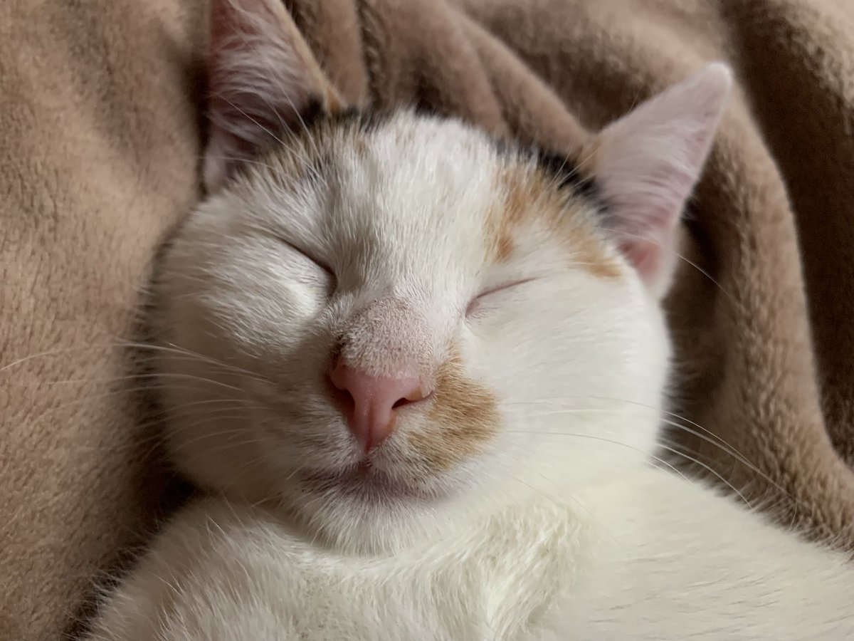 k3vko_'s tweet photo. @TweetsOfCats https://t.co/Gakm6rxSyw