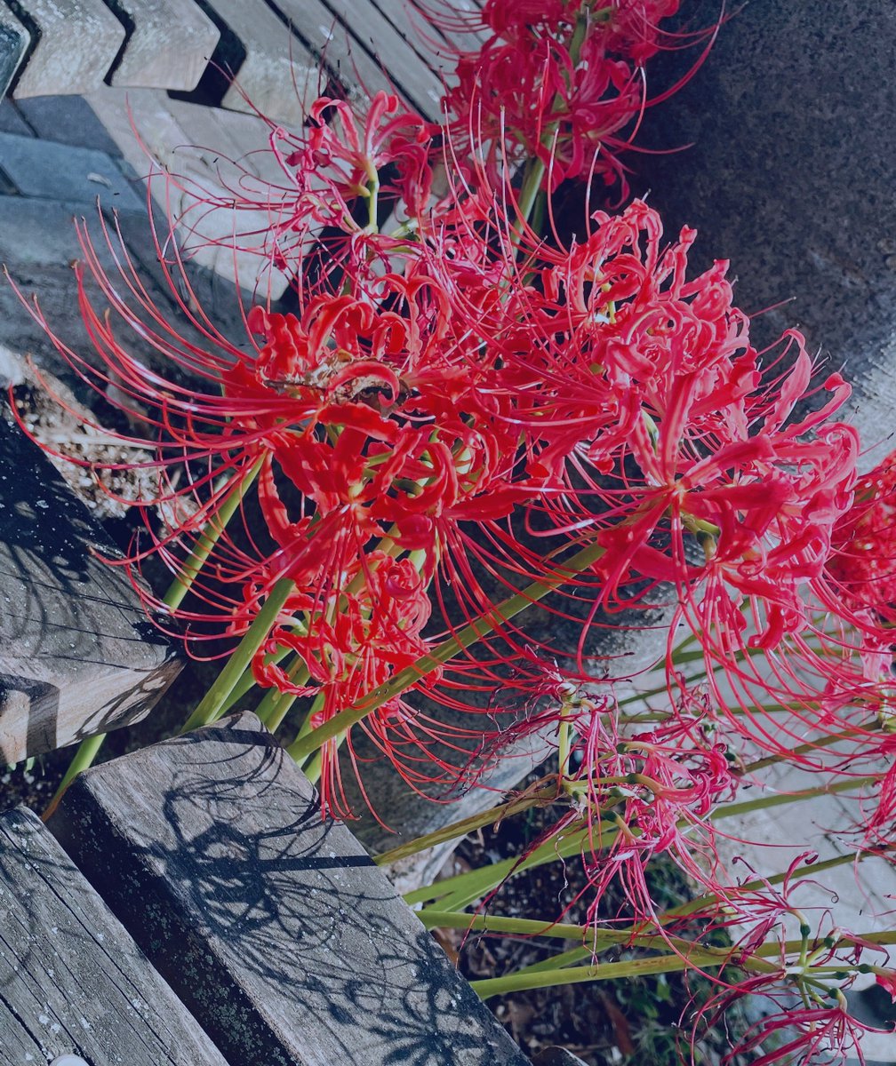 meshinonon's tweet photo. いいの撮れた https://t.co/iicrn3OZ1p