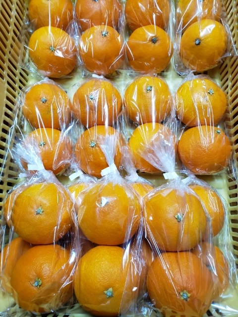 しまなみ柑橘の受付本日10/3(月)から開始です！
数量限定！受付上限に達し次第終了となります！
詳細はコチラから🍊↓
vsign.jp/ehime/maruco/s…
#愛媛大学生協 #しまなみ柑橘 #受付開始