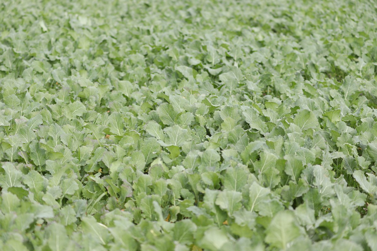 valley_seeds's tweet photo. Hobson is a fantastic summer forage crop.
Learn more: https://t.co/UBOCj2LNTk
#ValleySeeds #australia #seedbreeders #ProvenAustralianPastures #seeds #Hobson #ForageCrop #Summer #agriculture #AussieFarmers #FarmingAustralia #moreThanSeeds https://t.co/QdmOmGsPTb
