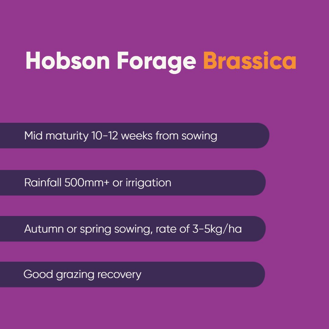 valley_seeds's tweet photo. Hobson is a fantastic summer forage crop.
Learn more: https://t.co/UBOCj2LNTk
#ValleySeeds #australia #seedbreeders #ProvenAustralianPastures #seeds #Hobson #ForageCrop #Summer #agriculture #AussieFarmers #FarmingAustralia #moreThanSeeds https://t.co/QdmOmGsPTb