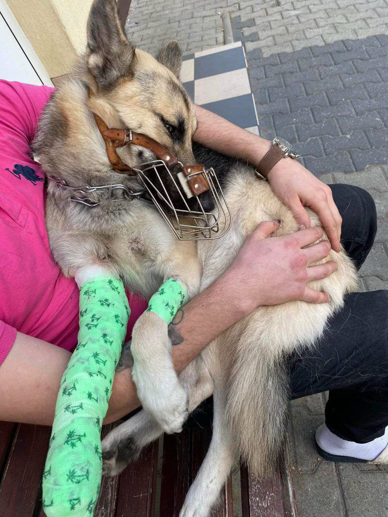 damian_zurawski's tweet photo. PSIA TRAGEDIA - PILNIE POTRZEBNY DT🙏RT
Kochani, młody psiak po wypadku, połamane łapki, niechciany, zdany sam na siebie, praktycznie przepraszający, że żyje.😢 
Po prostu dramat. Bardzo pilnie szukamy dla niego ‼️🙏 

Kontakt pod nr: 795061696, 572263451 https://t.co/0QTMX4gmIN