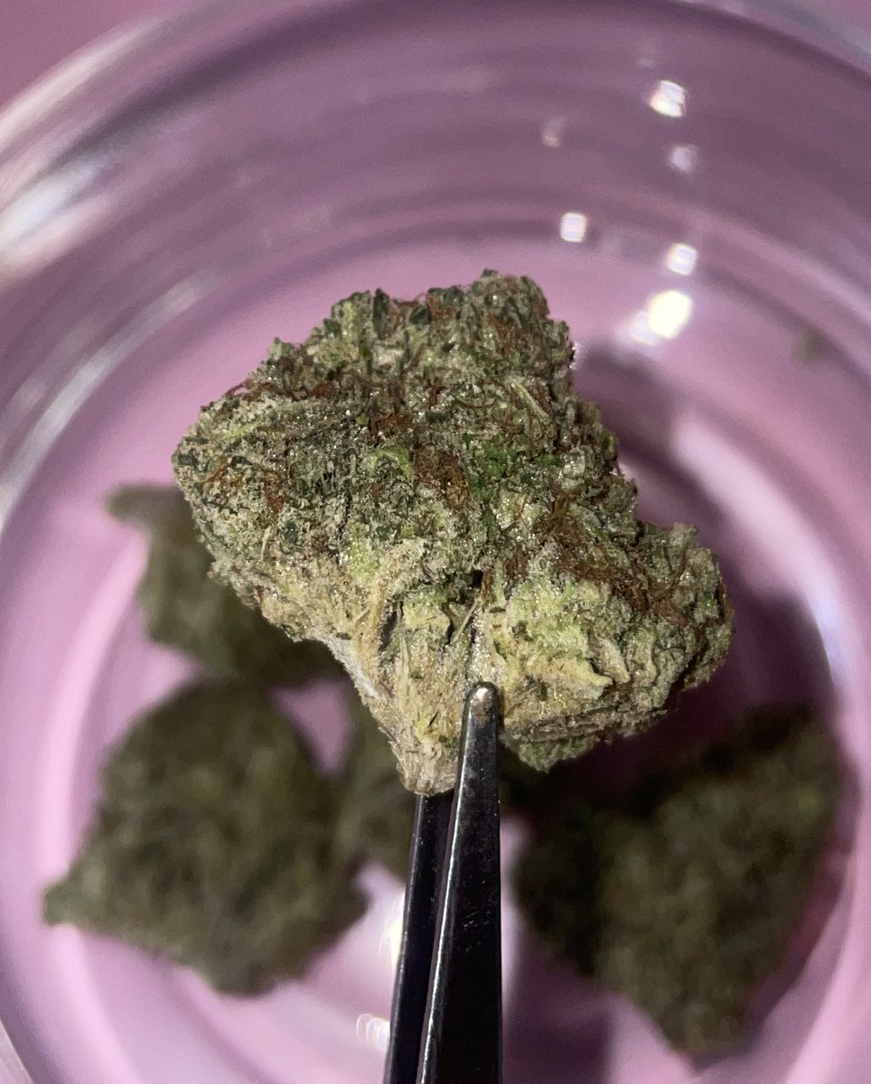 whowantsomeweed's tweet photo. NEW‼️🍒Cherry Do-Si-Dos🍒 
✨THC 24-28%✨450/g✨
✨tingly/energetic/creative✨
✨apple/plum/tea✨
#กัญชาพัทยา #พันลำ #Pattayagirls #กัญชาสัตหีบ #Joint #เนื้อพัทยา #สายเขียว #weedinpattaya #pattayaweed #pattaya #พัทยา #คุ้กกี้กัญชา #บราวนี่กัญชา #weedcookie #cannabiscookie https://t.co/PfhI4NrUFs