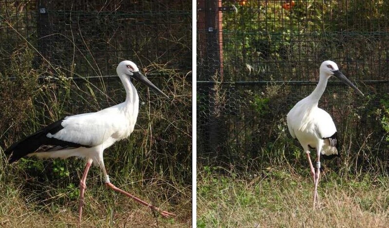 DiscoverKorea_'s tweet photo. Three pairs of #naturalmonument #orientalstork raised in #Yesan county of South #Chungcheong province started their journey towards their new home.🧐💜💕🧡🙏
#heritage #황새
https://t.co/U6pG1INBNP https://t.co/sUsPt8SMH6