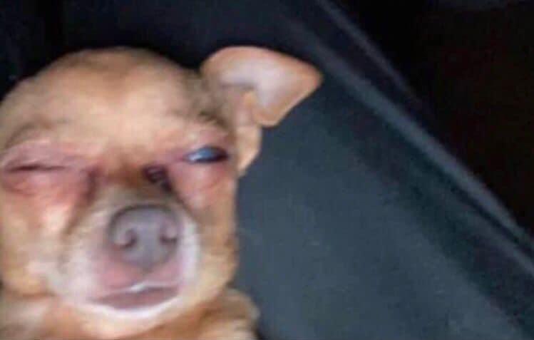 withepipol's tweet photo. Yo ahorita  viendo memes con un solo ojo pq el otro se me durmió https://t.co/QjlF6naspd