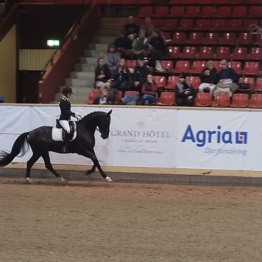 MissAvantasia's tweet photo. My wonderful Da Capo❤️
He got a 8th place of 50 in the first finals of #BreedersTrophy yesterday!
This means he is one of the ten high quality 4-year old horses in Sweden who qualified for the grand finals tomorrow! Where the Olympic rider Cathrine Dufour will testride them all😮 https://t.co/922wfmNau7