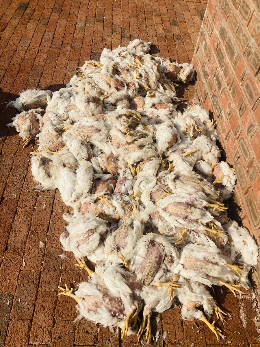 Immunized Muzukulu 📸 on Twitter "RT MwandingiTangi I woke up in the good mood today. Open the