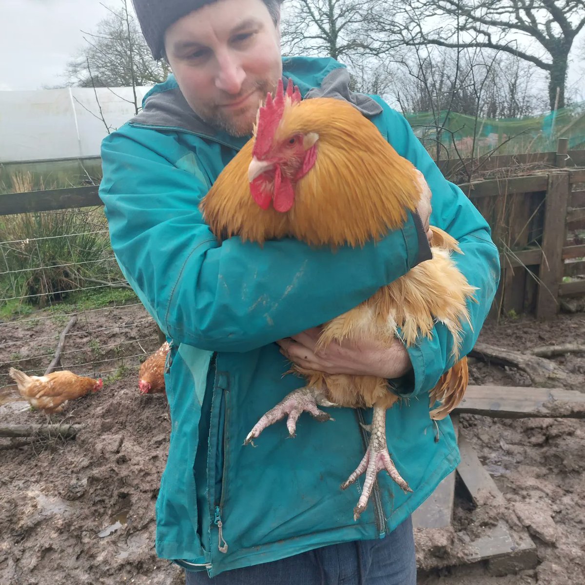 Meddwl_Coed's tweet photo. @SmallholdersUK @LizzieluGreen Our boy is an Orpie. He's hefty! https://t.co/UgUN31JHU9
