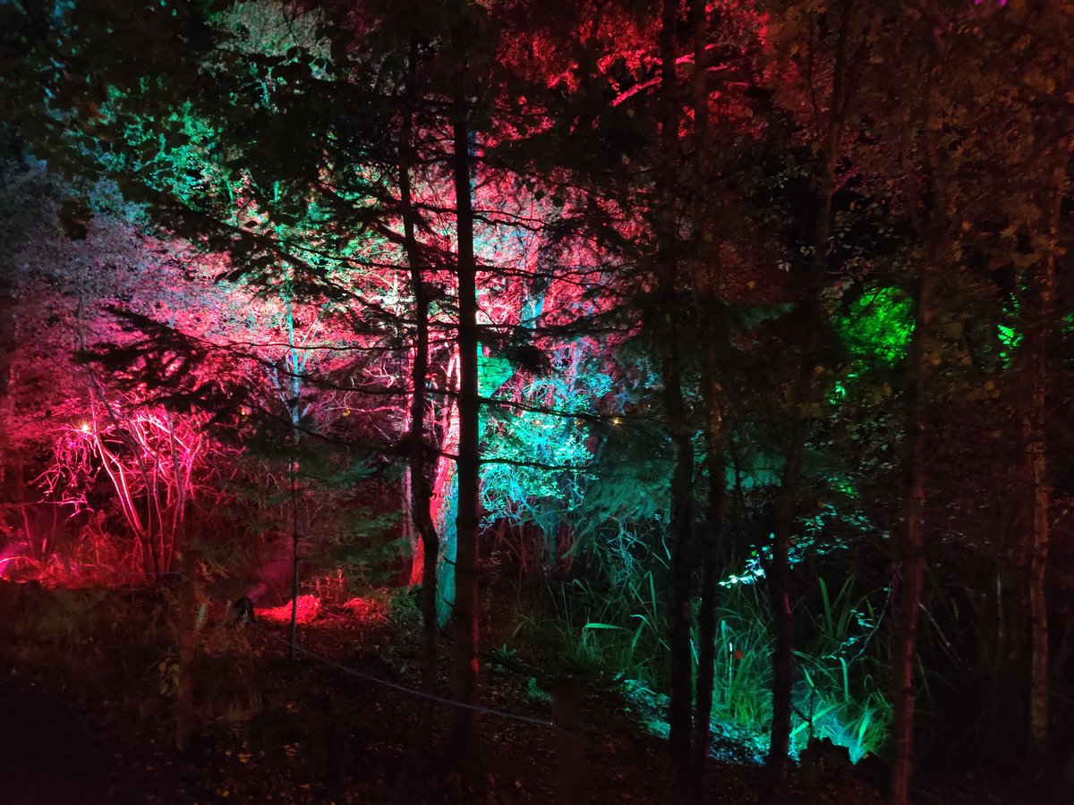Iona_Byrne_'s tweet image. Went to the enchanted forest yesterday was stunning #enchantedforrest #pitlochry #Scotland #nature #trees #lights #magic