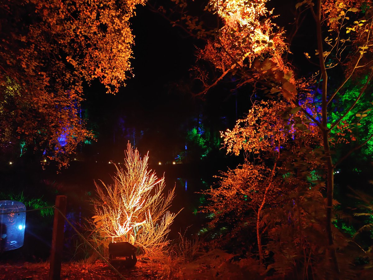 Iona_Byrne_'s tweet image. Went to the enchanted forest yesterday was stunning #enchantedforrest #pitlochry #Scotland #nature #trees #lights #magic
