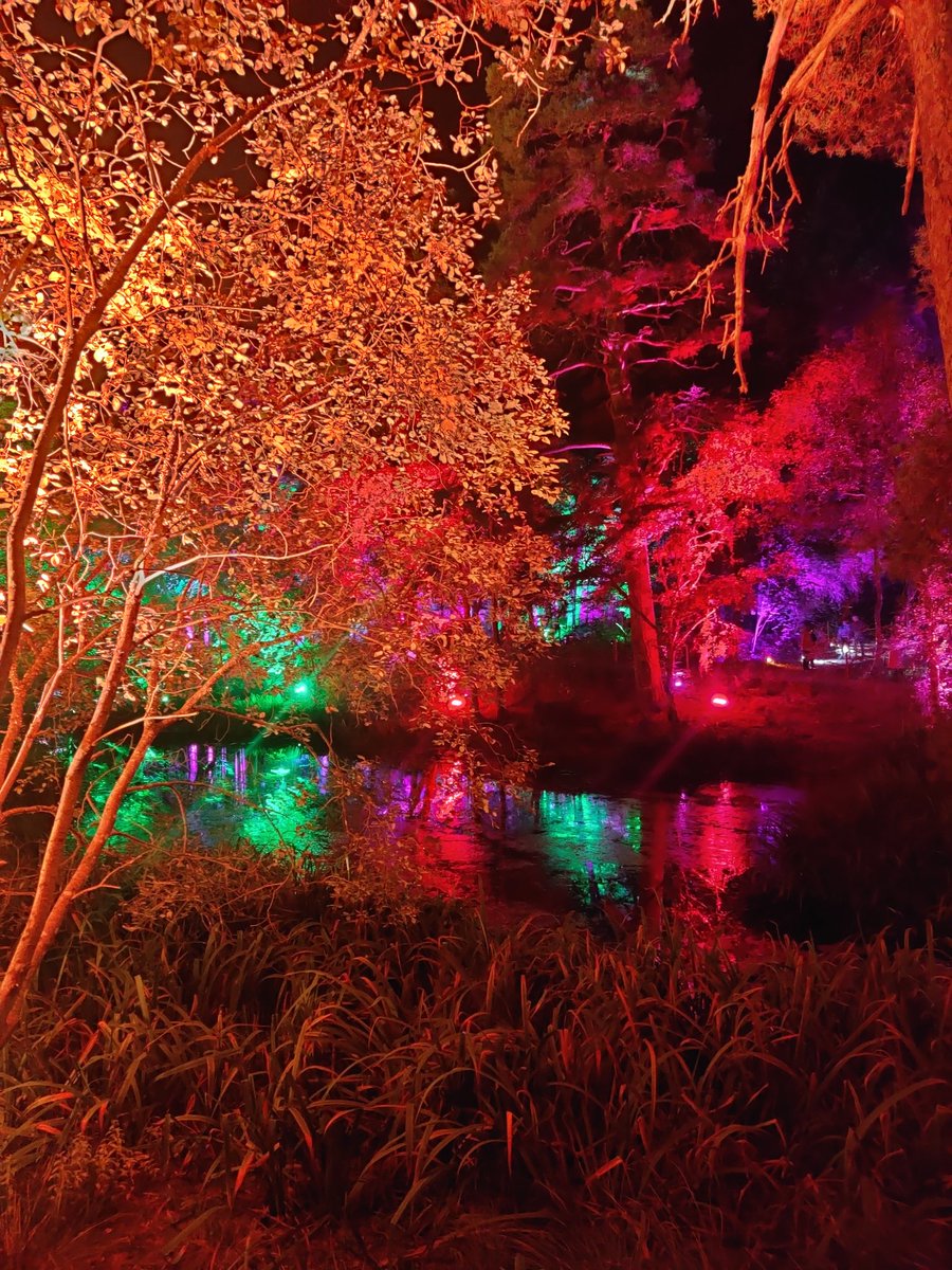 Iona_Byrne_'s tweet image. Went to the enchanted forest yesterday was stunning #enchantedforrest #pitlochry #Scotland #nature #trees #lights #magic