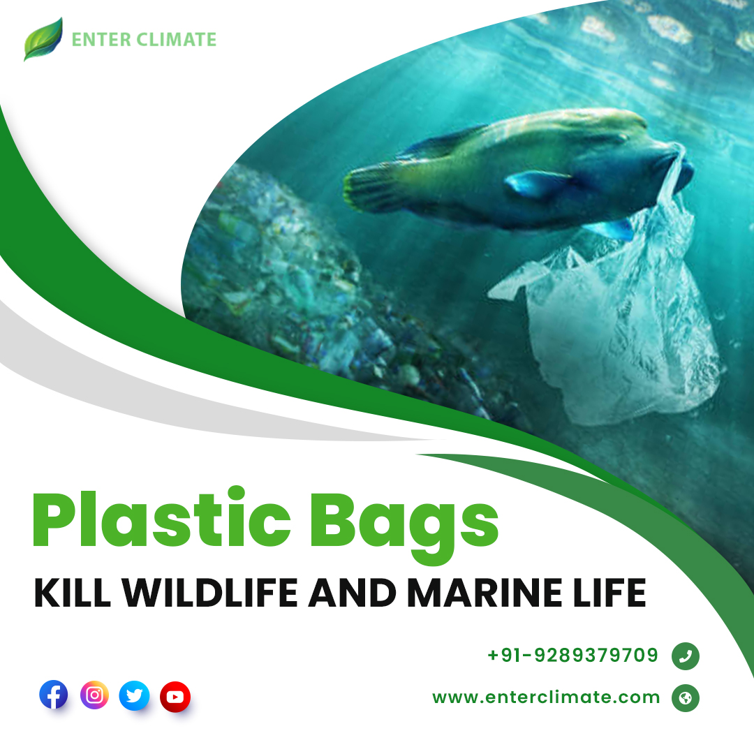 The #plastic bags are mistaken for #food by birds, #turtles, and other #marinelife, which causes them to suffocate. 

Earlier this year, 13 pounds of plastic waste were discovered in the stomach of a #deadwhale.
#Enterclimate #Plasticbag #oceanpollution #plasticpollution