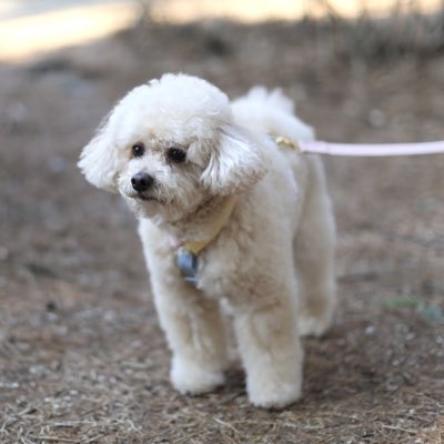 DOG112112's tweet photo. #새프로필사진 https://t.co/0jhiFw76lq