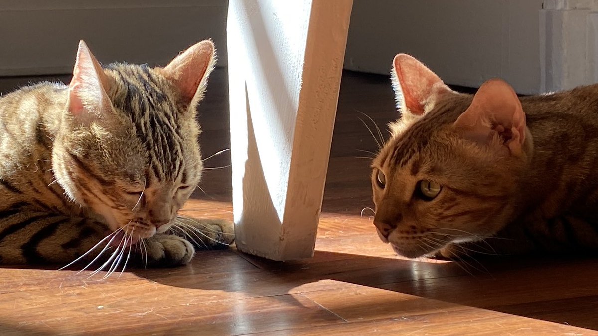 nova_nebula38's tweet photo. Belle dernière journée avant les week-end les copains 😽😽❤️❤️ #TheBengalCats #CatOfTwitter #CuteWorld #cutecatcasa #TeamBengal #PrettyPets2020 #catfactsapp #TabbyTroop #TeamBengalForever https://t.co/GEBZLGmtCH
