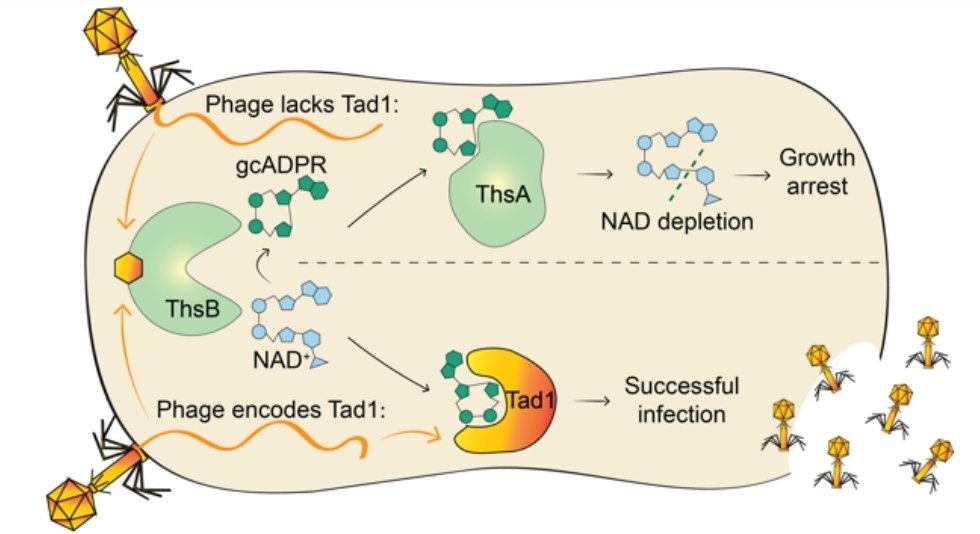 SorekLab's tweet photo. Happy to see our paper out @nature: 

Phages confiscate signaling molecules produced by immune TIR proteins to cancel host immunity

Structure of anti-defense "sponge" protein reveals a new class of antiviral signaling molecules: glycocyclic-ADPR (gcADPR)

https://t.co/kvKixqqi3z https://t.co/0sDTK4Zlbn