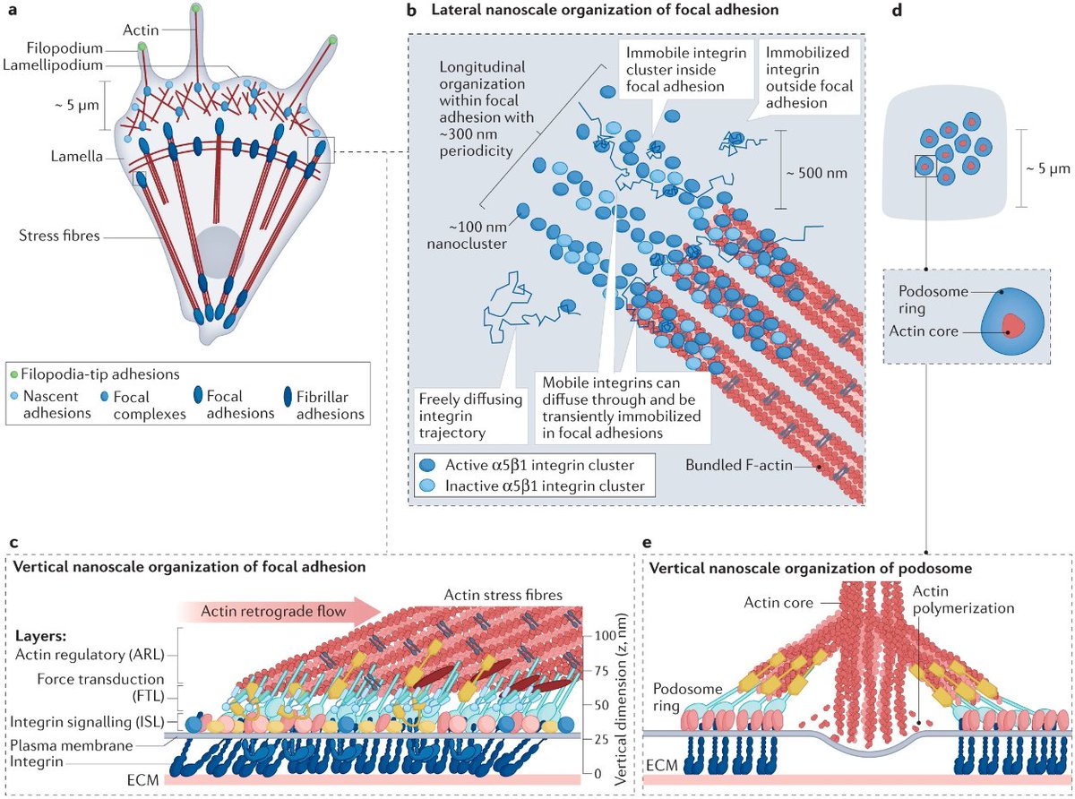 Nature Reviews Molecular Cell Biology tweet media