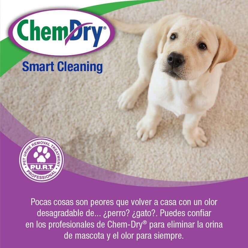 ChemDrySmartC's tweet photo. #limpiezaprofesional #orinademascota #limpiezatapetes #limpiezaslfombras #limpiezamuebles #lavadomuebles https://t.co/rPQSepbb7C