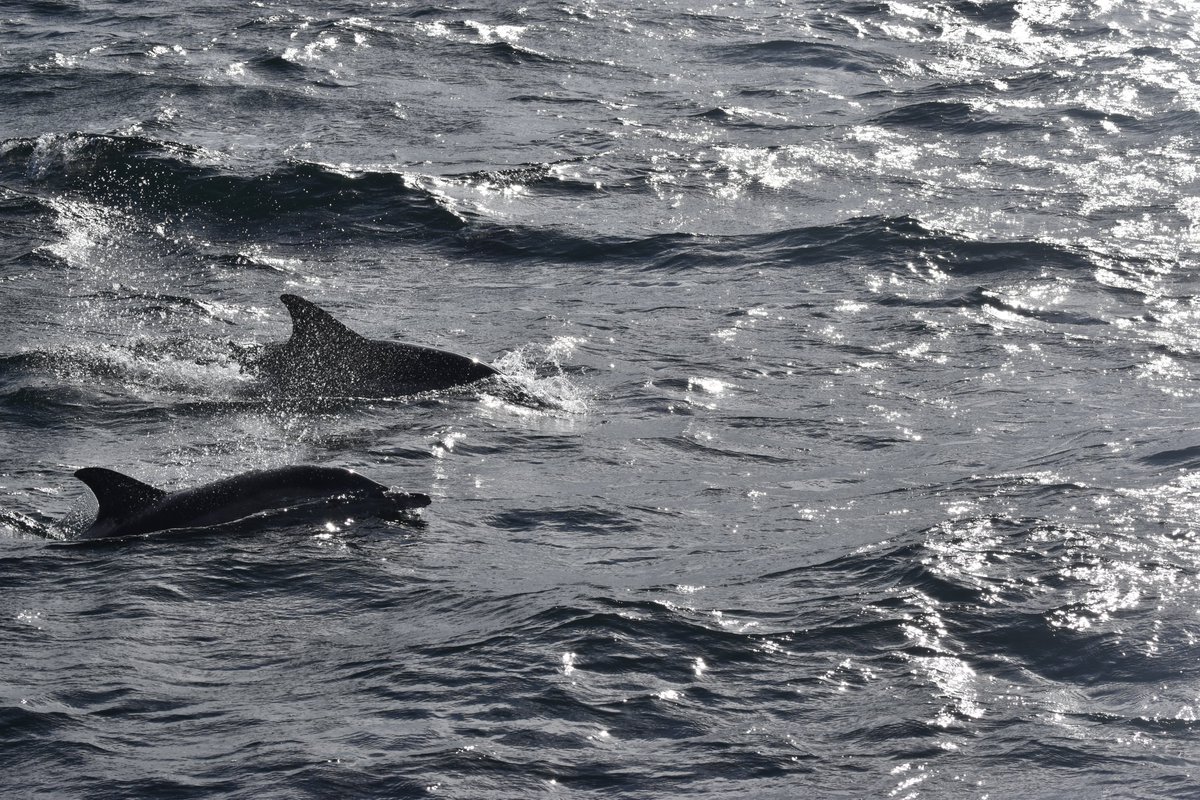 WailinAbtWhales's tweet photo. A MASSIVE THANK YOU to @HWDT_org for an absolutely amazing and incredible week on board #Silurian Also big thank you to the amazing crew including @HannahLightley who has inspired me in so many ways! #HWDT
Photos not great as were taken by v excited me lol
https://t.co/mONsqYnq56 https://t.co/R4bA6ALhXW