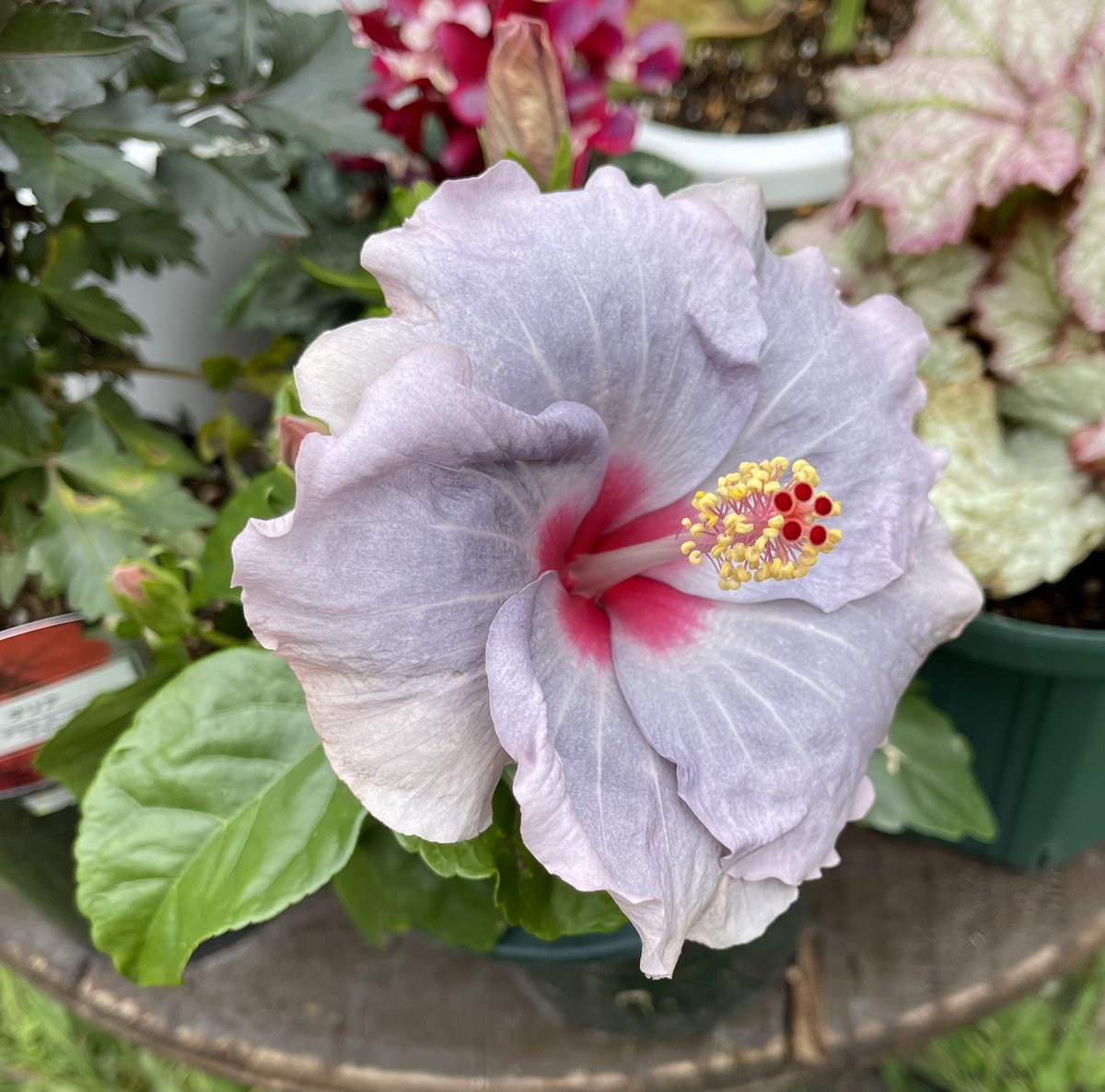 sweetieFlower49's tweet photo. ハイビスカス🌺
秋咲で長持ちするなんて進化してるねぇ〜☺️
#花好きな人と繋がりたい https://t.co/T4XGp51pMX