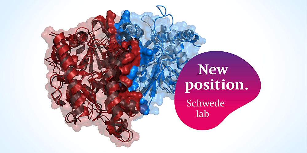 Job advertisement Group Torsten Schwede
Large-scale assessment of molecular docking tools for drug discovery applications (6 months internship)

biozentrum.unibas.ch/open-positions…

<a href="/biozentrum/">Biozentrum, University of Basel</a> <a href="/UniBasel_en/">University of Basel</a>
#Biozentrum #Basel #research #science #joboffer #internship
