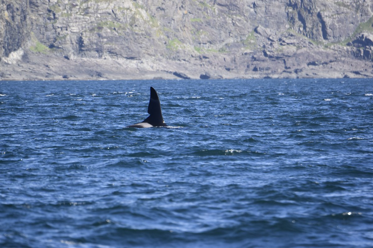 WailinAbtWhales's tweet photo. A MASSIVE THANK YOU to @HWDT_org for an absolutely amazing and incredible week on board #Silurian Also big thank you to the amazing crew including @HannahLightley who has inspired me in so many ways! #HWDT
Photos not great as were taken by v excited me lol
https://t.co/mONsqYnq56 https://t.co/R4bA6ALhXW