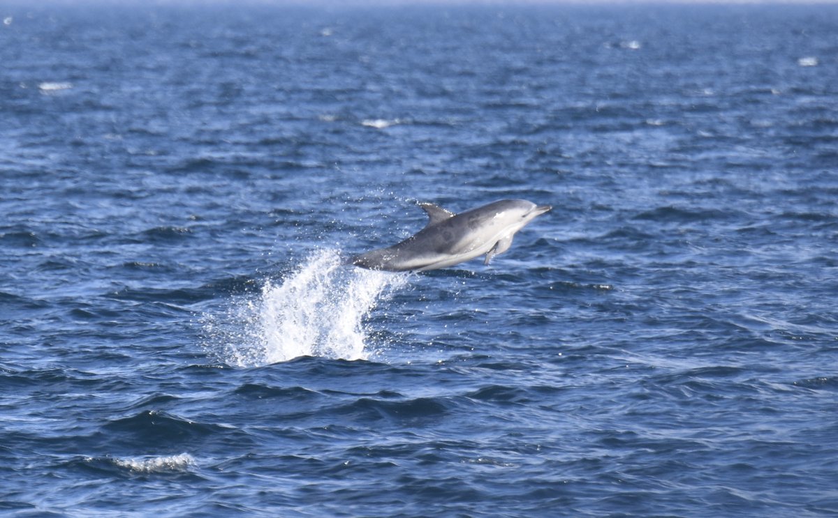 WailinAbtWhales's tweet photo. A MASSIVE THANK YOU to @HWDT_org for an absolutely amazing and incredible week on board #Silurian Also big thank you to the amazing crew including @HannahLightley who has inspired me in so many ways! #HWDT
Photos not great as were taken by v excited me lol
https://t.co/mONsqYnq56 https://t.co/R4bA6ALhXW