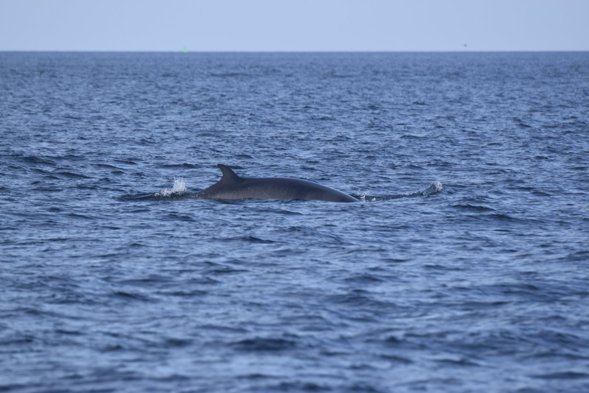 WailinAbtWhales's tweet photo. A MASSIVE THANK YOU to @HWDT_org for an absolutely amazing and incredible week on board #Silurian Also big thank you to the amazing crew including @HannahLightley who has inspired me in so many ways! #HWDT
Photos not great as were taken by v excited me lol
https://t.co/mONsqYnq56 https://t.co/R4bA6ALhXW