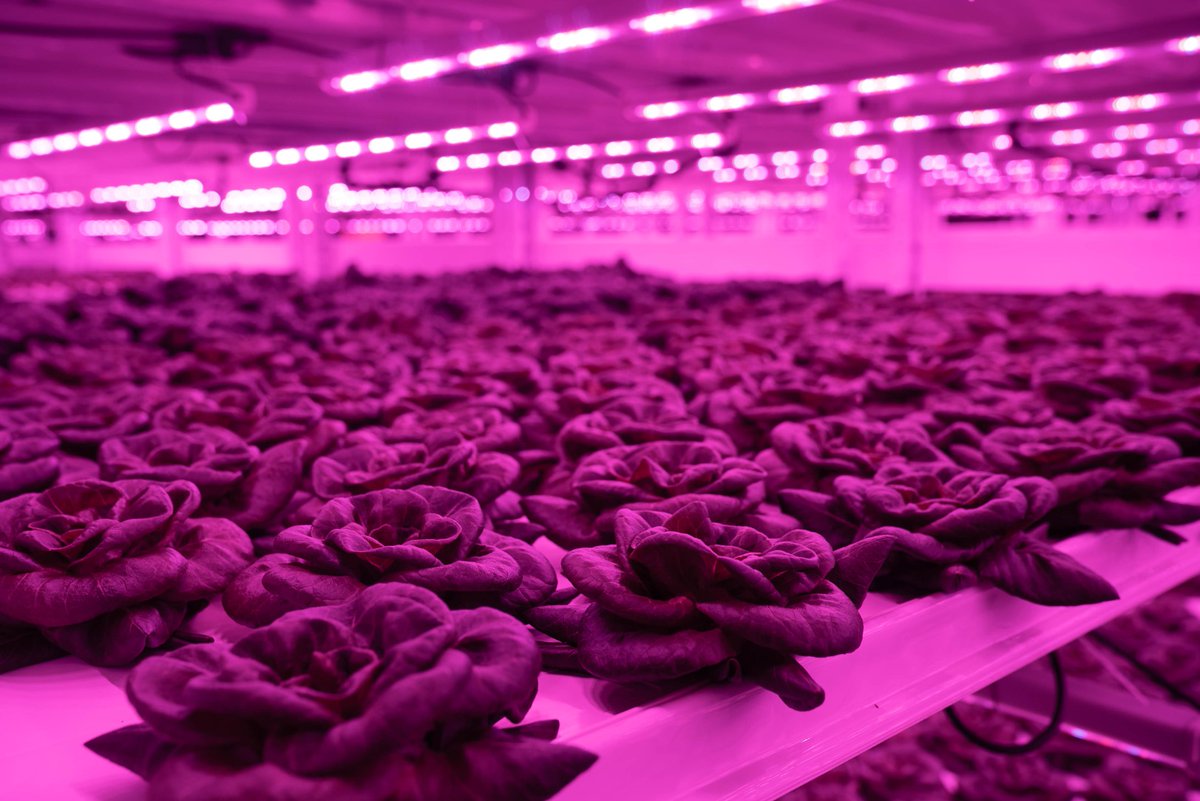 $KAL Our growing methods aren’t only green, but also pink—literally!

At Kalera, we apply specific light spectra to plants a few days before harvest which reddens the leaves while accumulating more antioxidants and other nutrients. #Kalera
