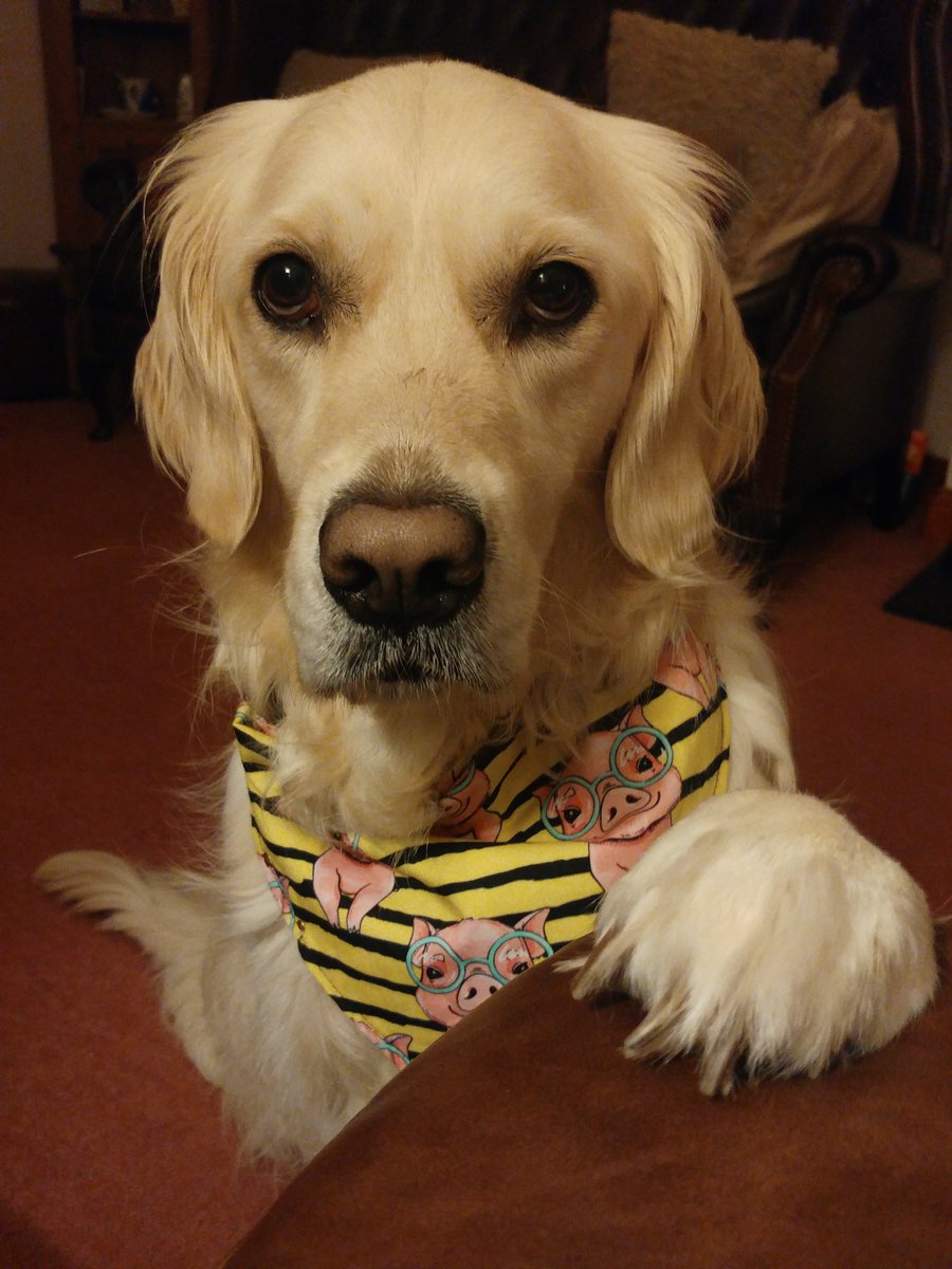 CornDollyXx56's tweet photo. Hello 🤗

#goodmorning #dogsoftwitter #GoldenRetriever #PoppyLovesDevon https://t.co/A0B31kUPCS