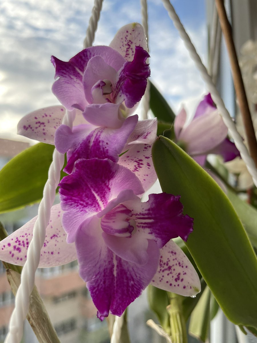 pisi_9's tweet photo. Cattleya Monte Elegante #orchids #orchid #flowers #NowInBloom https://t.co/M56BOZm2nd