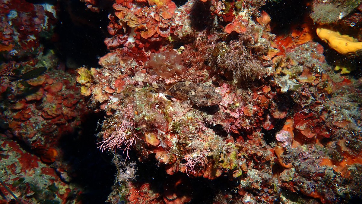 Where's Wally?! The master of camouflage....
#scorpionfish #aegean #scuba #lemnos #limnos #poweredbyplayitas