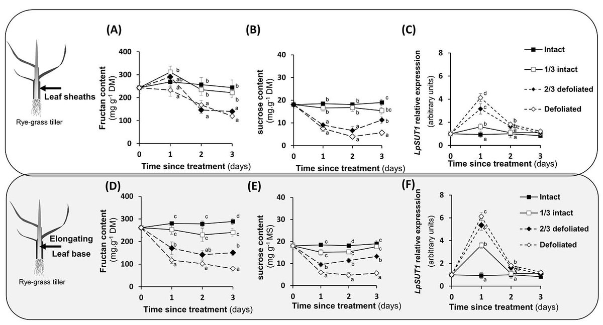 PPLplantarum's tweet image. Ryegrass regrowth after defoliation results from the mobilization of sugar reserves and the lateral transport of sucrose. But is it due to the sugar demand of growing tissues or triggered by a wounding signal due to the defoliation itself? bit.ly/3S8AbwA @catsteam1
