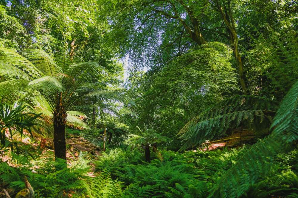 Plantheritage's tweet photo. Two new #NationalPlantCollections of ferns have found the perfect home at Canonteign Falls, in #Devon. Visit to see #Dryopteris and #Polystichum #ferns growing in the hanging valley.

More info: https://t.co/K5aJt1QUae 

@CanonteignFall #PlantConservation
 
Pics © Emma Solley https://t.co/ma0ErsehcH