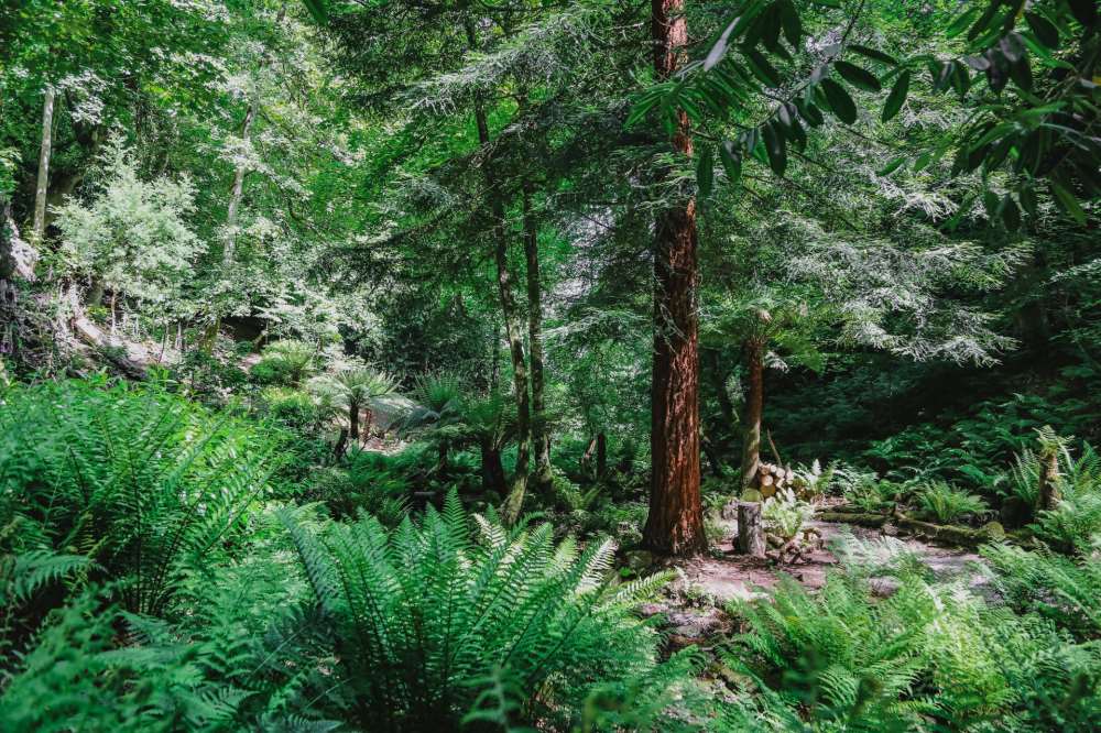 Plantheritage's tweet photo. Two new #NationalPlantCollections of ferns have found the perfect home at Canonteign Falls, in #Devon. Visit to see #Dryopteris and #Polystichum #ferns growing in the hanging valley.

More info: https://t.co/K5aJt1QUae 

@CanonteignFall #PlantConservation
 
Pics © Emma Solley https://t.co/ma0ErsehcH