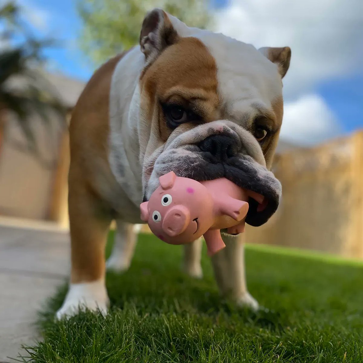barney_bulldog's tweet photo. Piggle 🐷 has come to say happy #FriYAY everyone!  I hope you all have a great weekend and you’re ready for spooktacular October 🐾❤️🐶 Barney #BarneyTheBulldog #DogsOfTwitter #DogsOfFB #DogsOfIG #Bulldog #EnglishBulldog #Friday #Weekend #Piggle #Pig https://t.co/nIXaMYykMS