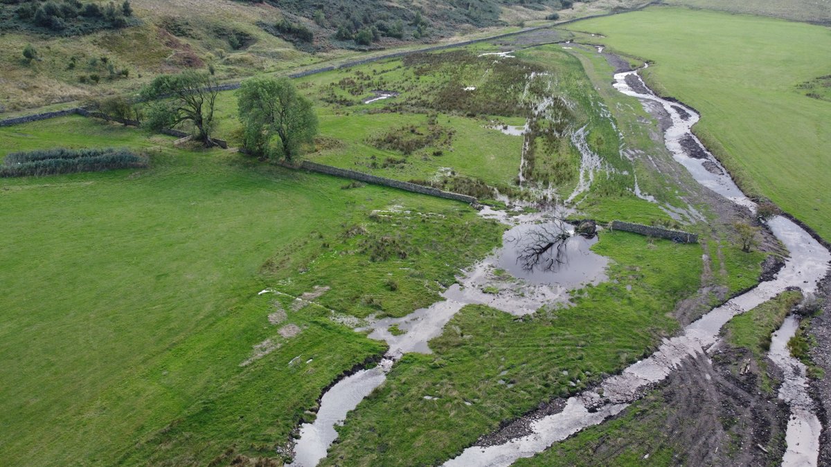 Dynamic_Rivers's tweet photo. JUST A LITTLE BIT OF RAIN
at RSPB Geltsdale and the previous 1m wide straight ditch is now EVERYWHERE! Super anastomosing wetland rejuvenated and massive instream habitat improvement. Can't  wait for more rain to activate the left hand floodplain. 
@jen_selvidge @RSPBEngland https://t.co/KdkoxLImZO