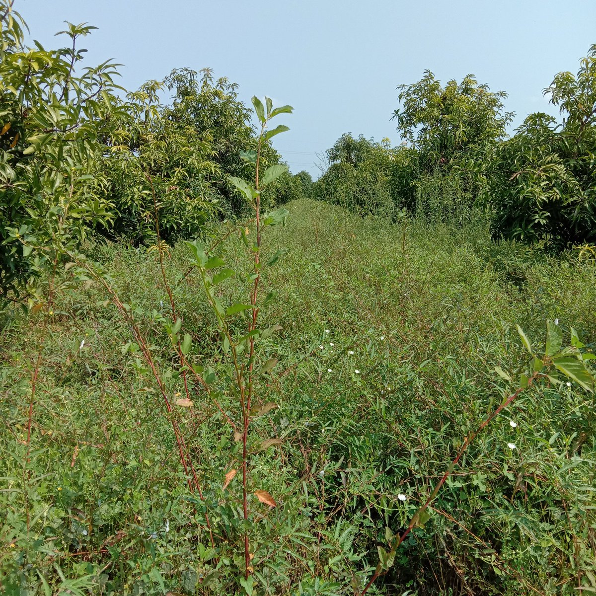 FarmingMayur's tweet photo. After Monsoon (30/September/2022)
#mango #MangoFarm #MangoFarming #FarmingTech #AfterMonsoon #update https://t.co/BDMjDcEIXn