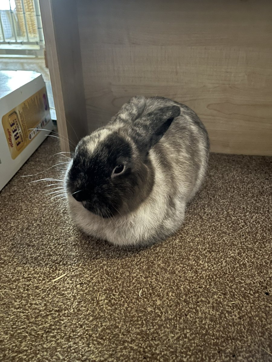 Oreo_The_Rabbit's tweet photo. Just having a lovely morning loaf 🍞🐰 https://t.co/En0tV16mej