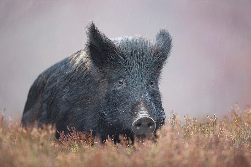 Druid Animal Lore 4. Boar : whilst many folk tales revolve around the animal being hunted, in Druid lore the sow (female) symbolises generosity and the nourishment of the Earth #boar #animals #folklore #druids