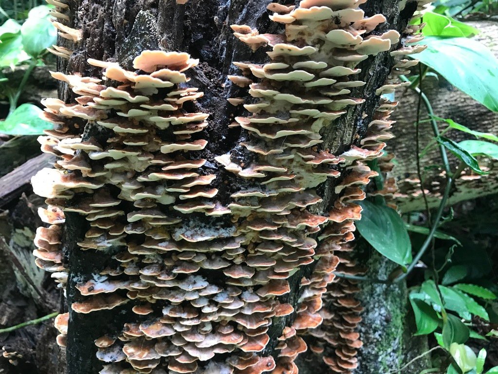 CocoboloNature's tweet photo. The rain forest is known for its large majestic trees but of course all that moisture means there are lots of fungi growing. 
This is a type of shelf fungus growing on a rotting tree.
#fungi #rainforest #cocobolonaturereserve #naturalworld  #nature #Panama https://t.co/fWKAtAGAAi