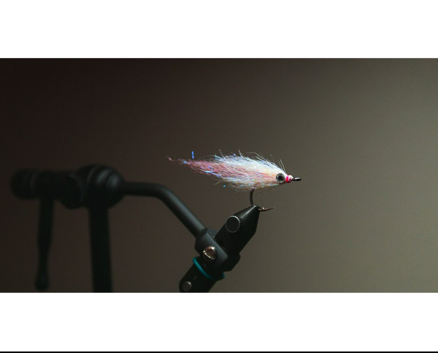Saltwateronfly's tweet photo. For the Love of Baitfish 
@nolanaloe_flyfishing
Tied up this mini mushmouth in honor of albie season back in the NE. 
.
#flyfishing #flytying #falsealbacore #albies #fallrun #stripedbass #striper #saltwaterflies #striperflies #albieflies #saltwaterflyfishing #capecodflyfishing https://t.co/QG9eV68YaZ