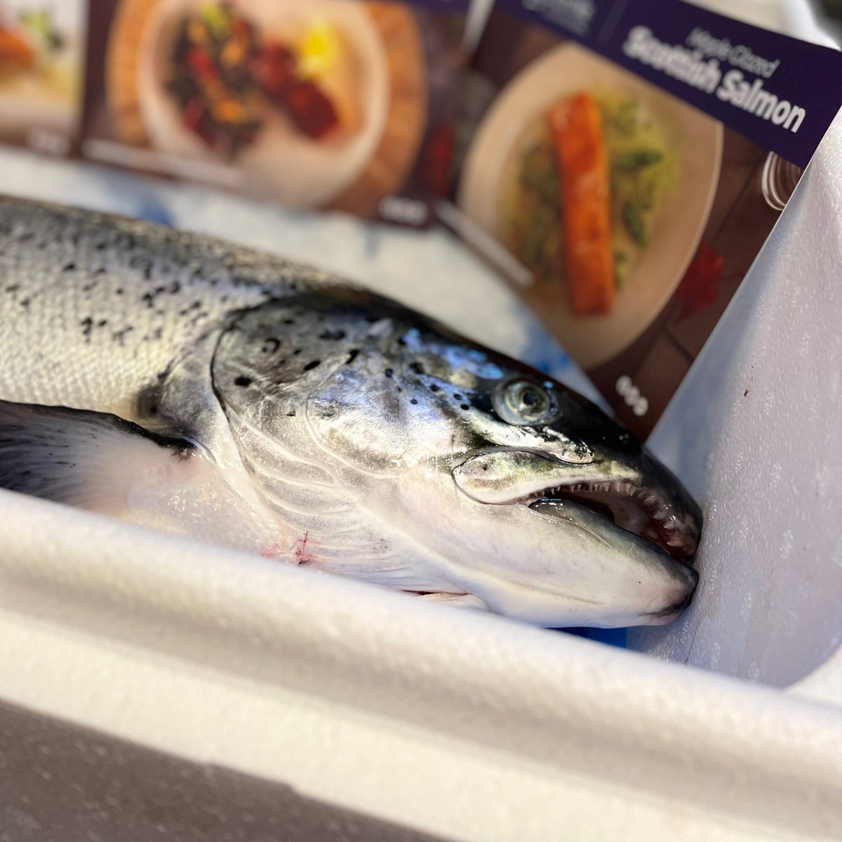 ScotlandSalmon's tweet photo. We're at #ShetlandClimateWeek today, talking about #ScottishSalmon's low #CarbonFootprint; checking out a scale model of a salmon farm from our member organisation, @CookeScotland; and sampling some delicious local produce π https://t.co/2eTkAtPkVm