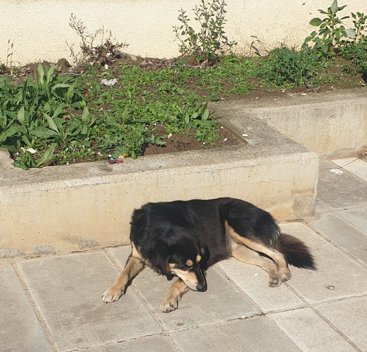 Bind Skeja tweet media