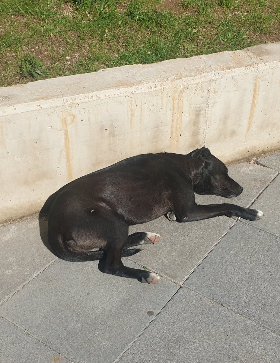 Bind Skeja tweet media