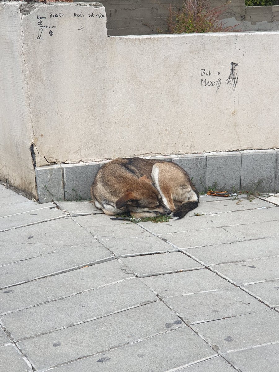 Bind Skeja tweet media