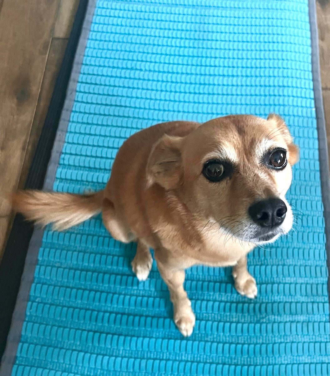 Molly yoga. New move #upwardDog Onwards. . .