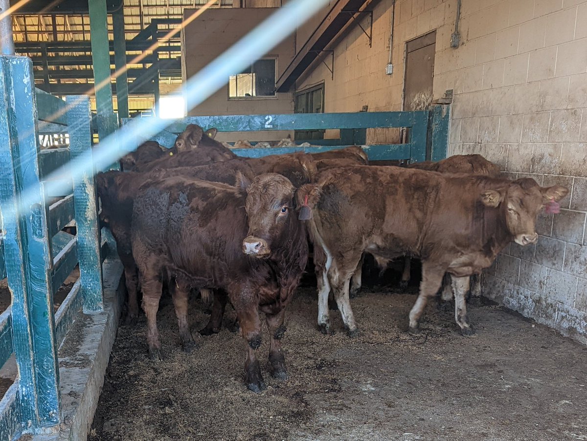 Dropped off 8 of the best genetic steers we have raised. Double vaccinated, ivomec. No implants!
Sire of the calves was our highest performance, largest ribeye and highest marbling bull we raised 2 years ago. Selling tonight at 7 at Cargil Auction. <a href="/CDNLimousin/">Canadian Limousin</a> <a href="/BeefFarmersON/">Beef Farmers of Ontario</a>