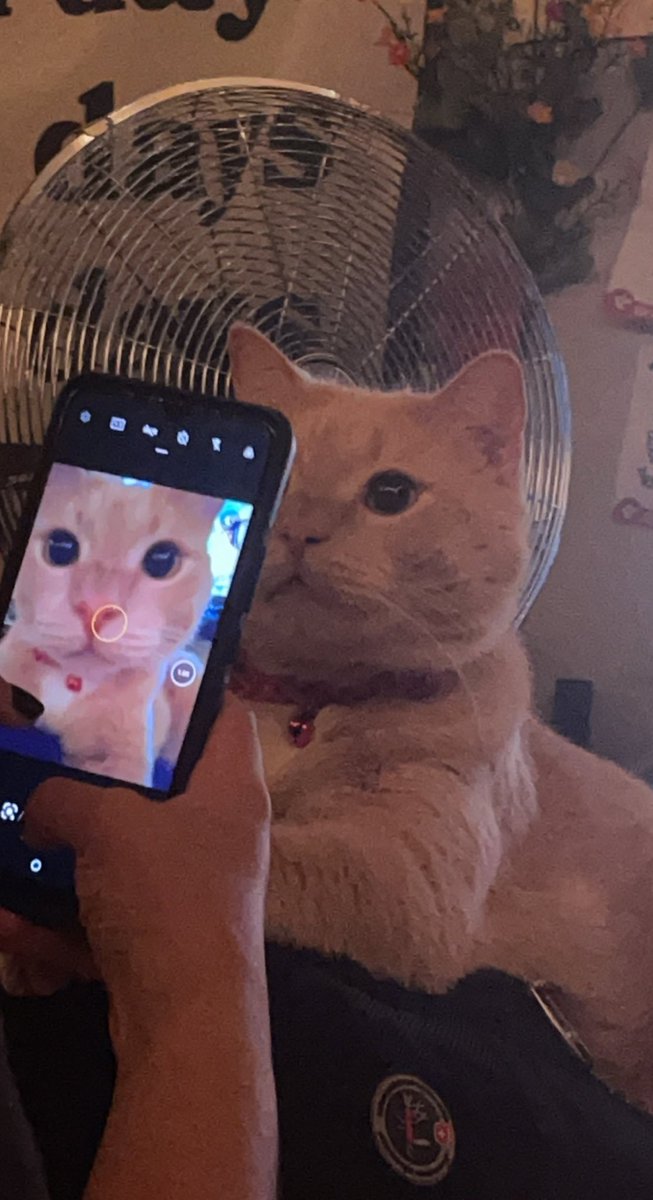 ShowYourCat's tweet photo. Jonesy https://t.co/t17tYj0X6r
